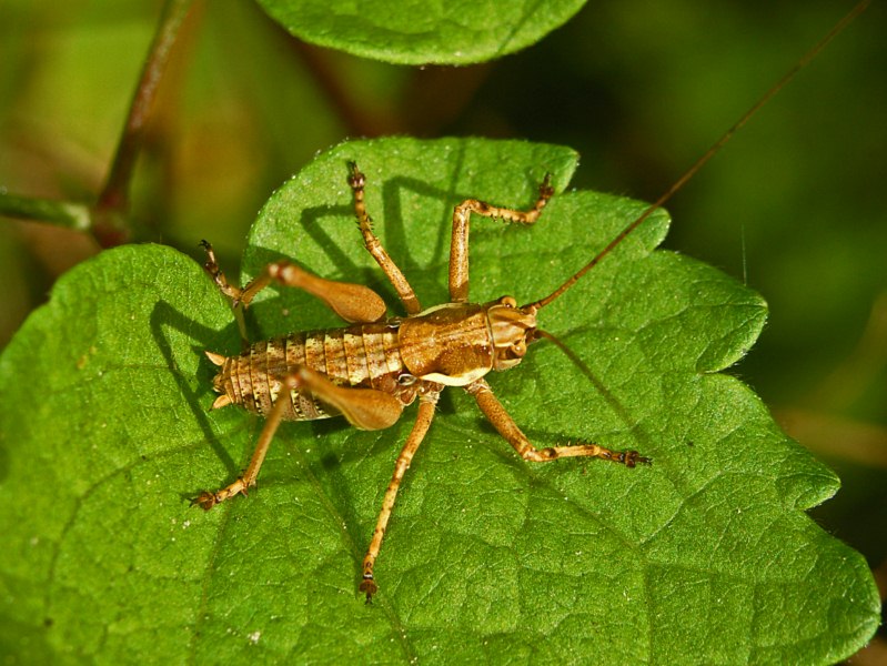 Una cavalletta senza ali - da identificare